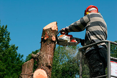 Commercial Tree Removal, Raleigh, NC