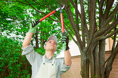 Residential Tree Removal, Raleigh, NC