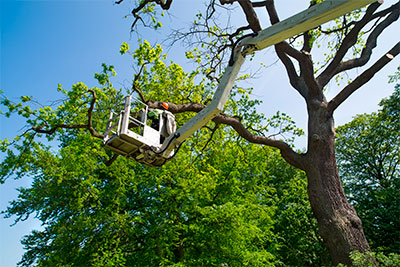 tree-pruning, Raleigh, NC