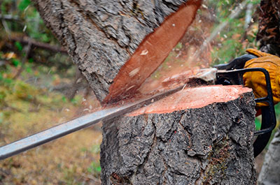Tree Removal Services, Raleigh, NC