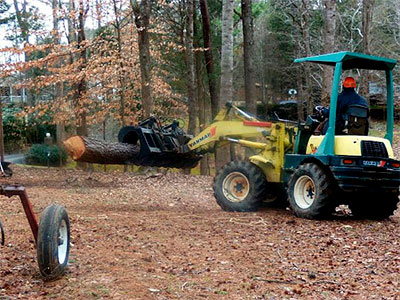 Tree Services, Cary, NC