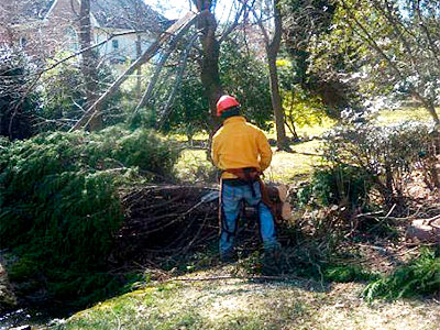 Tree Services, Holly Springs, NC