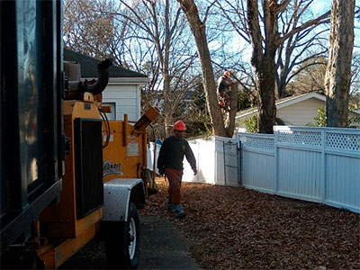 Tree Services, Wake Forest, NC